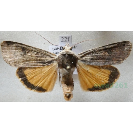 Noctua pronuba (Linnaeus, 1758) Rolnica tasiemka Czech22f